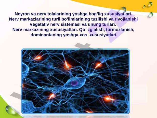 Neyron va nerv tolalarining yoshga bog’liq xususiyatlari.Nerv markazlarining turli bo‘limlarining tuzilishi va rivojlanishi 
