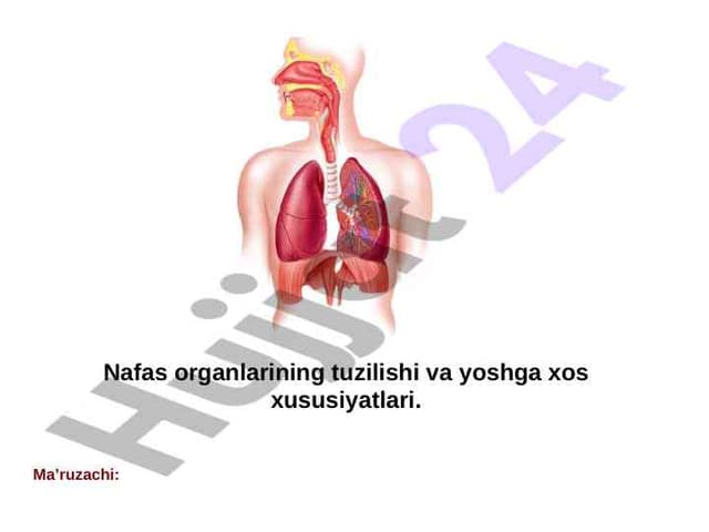 Nafas organlarining tuzilishi va yoshga xos xususiyatlari