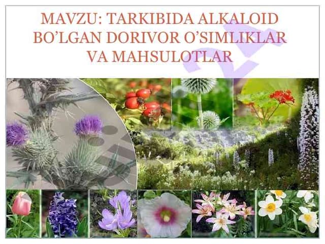 Alkaloidlar va ularning xossalari