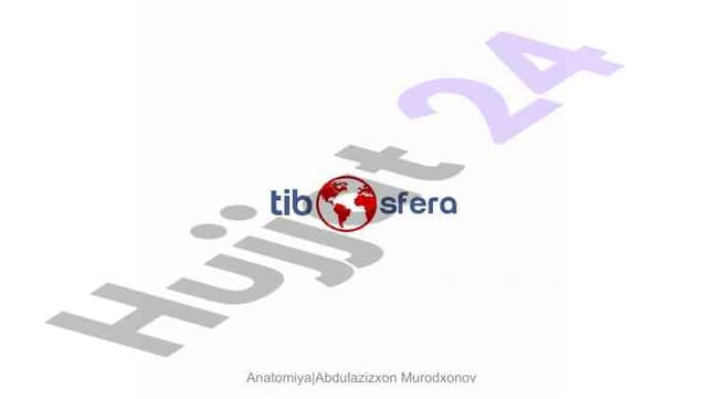 Anatomiya va osteologiya asoslari