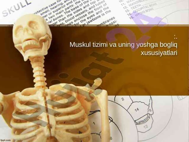 Muskul tizimi va uning yoshga bogliq xususiyatlari